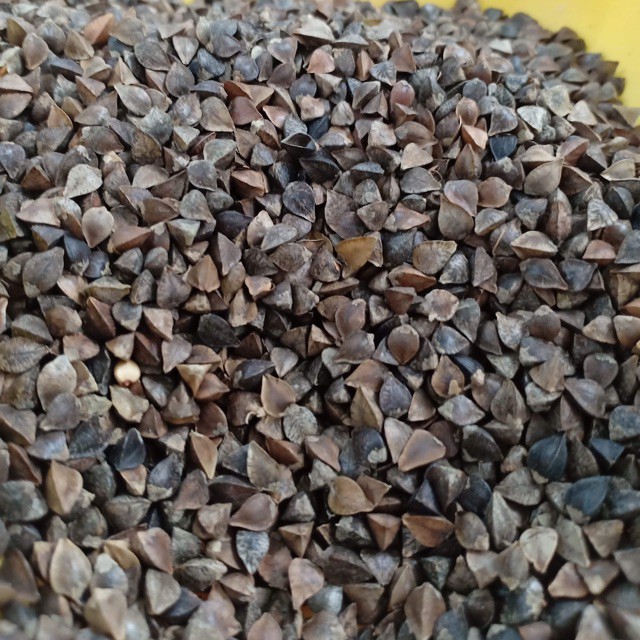 Hạt Ba Khía Cho Hamster Và Chim 0.5 Kg