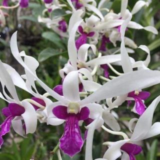 Hoa lan denro nắng bà liễu