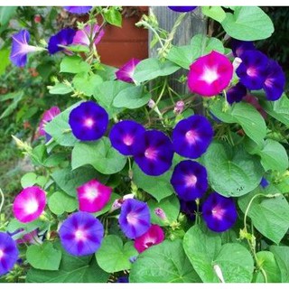 Hạt giống hoa Bìm bìm Nhiều màu kèm quà tặng và hướng dẫn