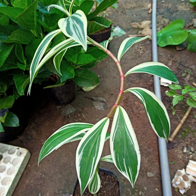 Chậu cây chong chóng var - spiral ginger var - costus arabicus var - ship toàn quốc
