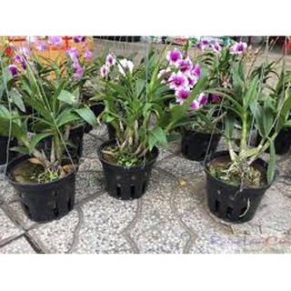 hoa lan denro thái lan yaya mini chậu size TO hoa quanh năm, hàng đánh thẳng từ thái về - HLDRYYMNT