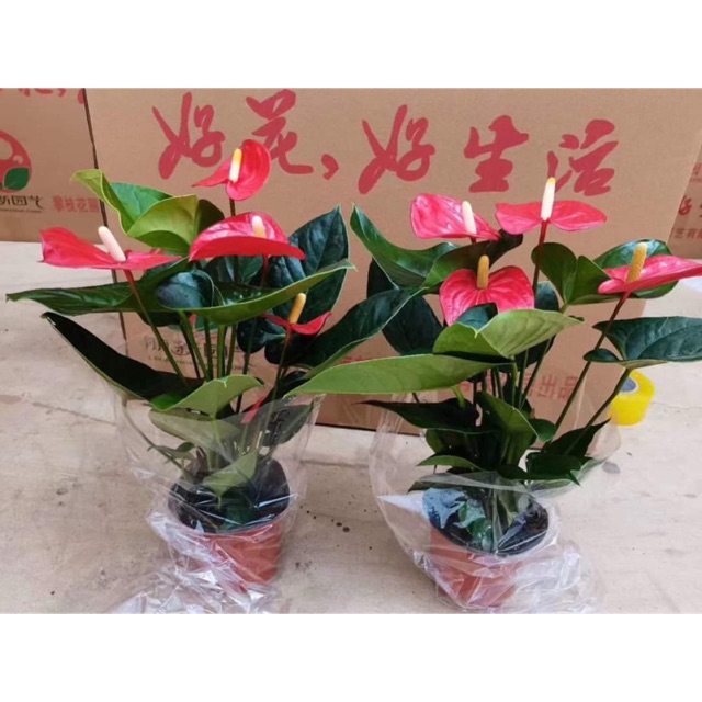 Cây hoa hồng môn đỏ