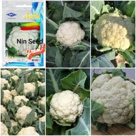 1GR - HẠT GIỐNG SÚP LƠ TRẮNG F1