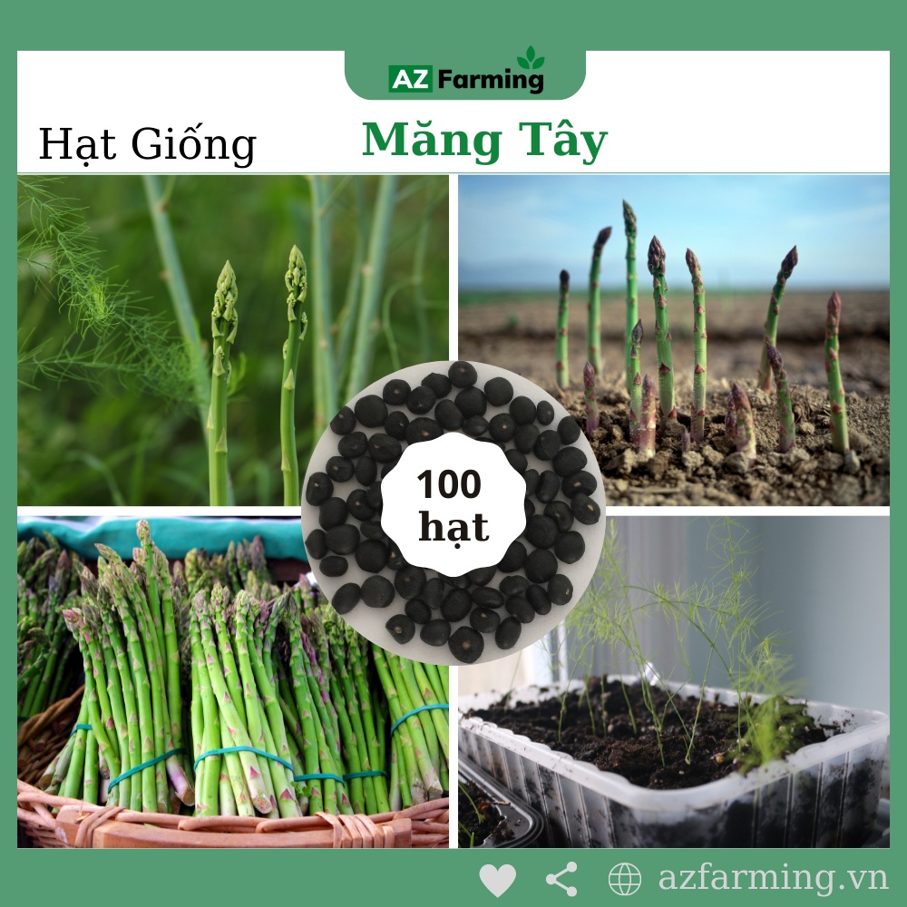 Hạt Giống Măng Tây Xanh - Gói 100 Hạt - AZ Farming