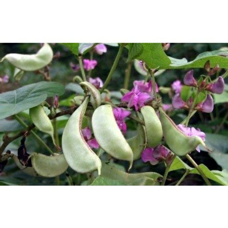 Đậu ván loại ngon nấu xôi chè... chuẩn loại 1