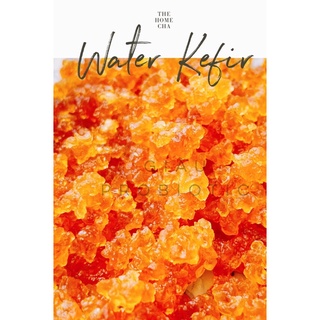 Nấm kefir nước 15gr (tặng vải bọc,muối hồng, baking soda)