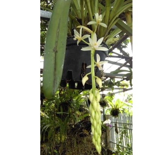 Kiếm trắng yên bái cây giống CAO 7-12CM