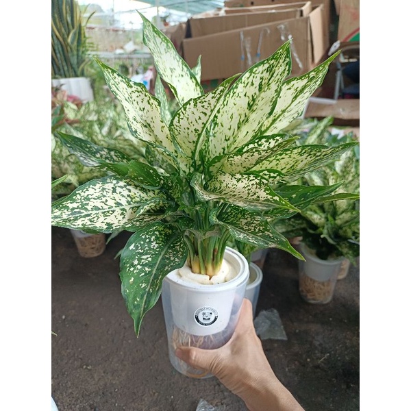 Cây ngọc ngân thủy sinh cao 25_30cm