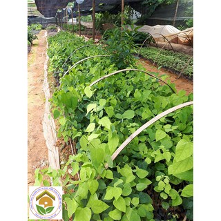 Cây giống RAU BÒ KHAI - đặc sản Tây Bắc- cây leo giàn- trồng ở ban công hoặc sân thượng