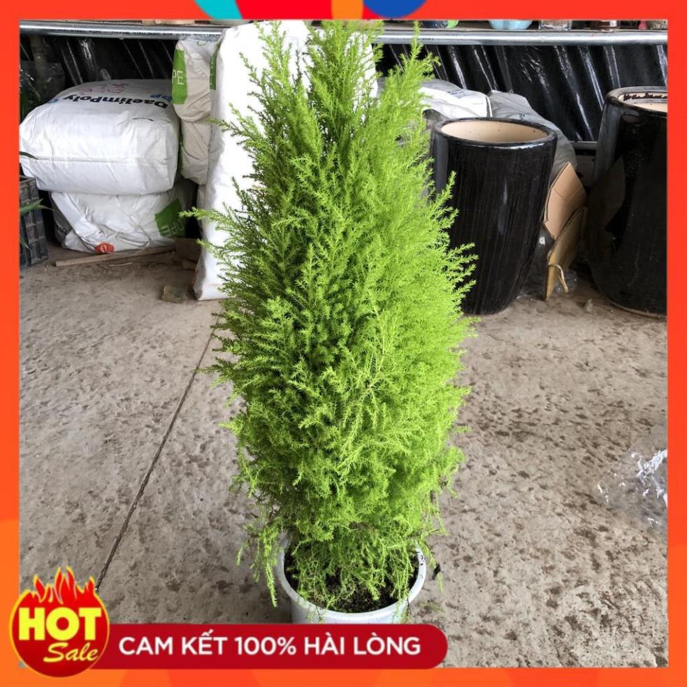 Cây tùng thơm size to, lá có tỏa ra tinh dầu thơm dễ chịu tán sum suê bắt mắt 16
