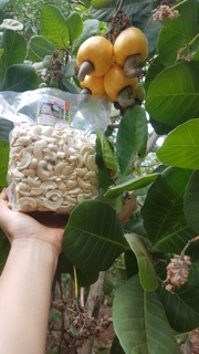 Nhân hạt điều Việt Nam 500gr