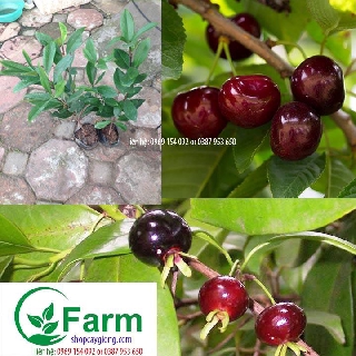 Combo 05 cherry brazin + chanh đào + 02 vú sữa hoàng kim