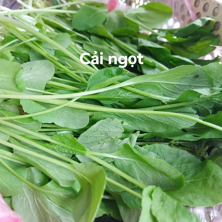 Cải Ngọt Trồng Vườn Rau Sạch 1kg Giao HCM