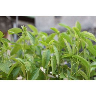 Gói 20g hạt giống rau đay trắng