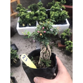 Hồng ngọc mai mini bonsai