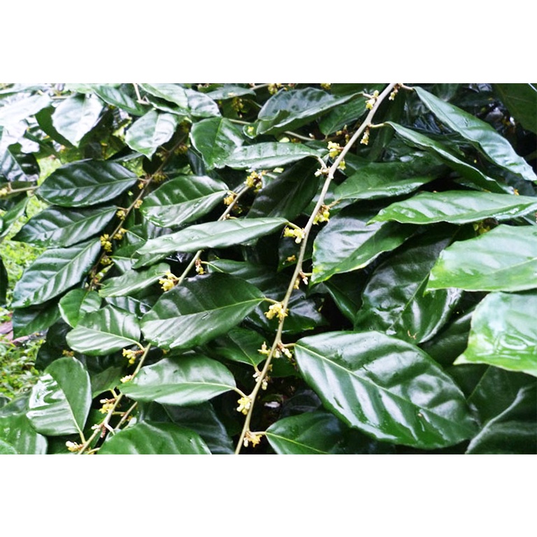 Cây nhót ngọt siêu trái