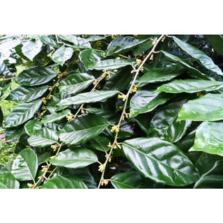 Cây nhót ngọt siêu trái ( sản phẩm có bảo hành)