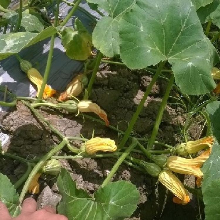 Hạt giống bí siêu nụ lai F1 - Bí đậu ăn non - 1 gói 10gram