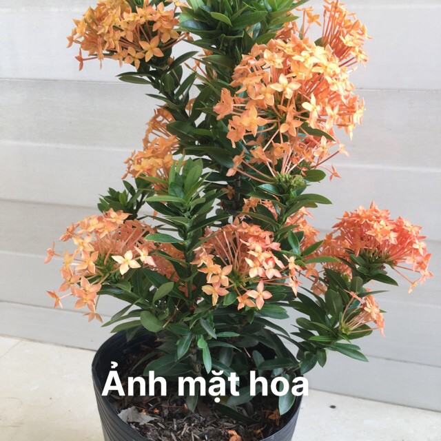 Cây Bông Trang Màu Vàng Cam (Màu Ngói)- Hoa Mẫu Đơn (ảnh Thât) Boiboi.Organic, Trang Thái Lá Nhỏ, Cây Trong Bầu, Rễ Khỏe