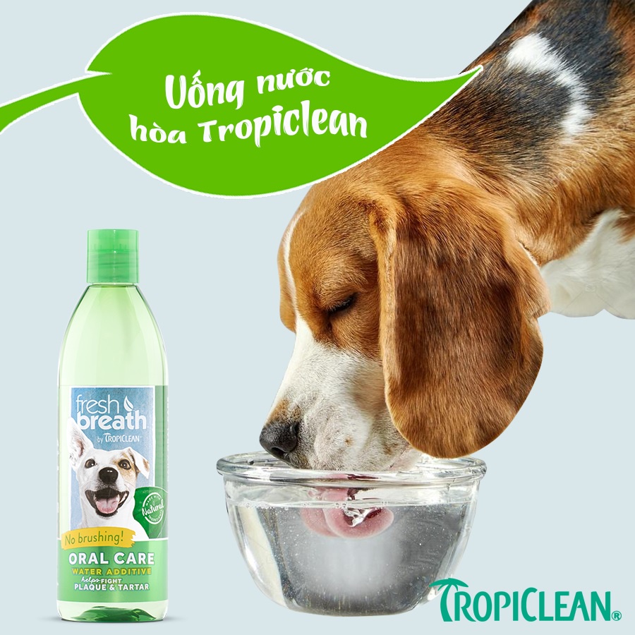 Nước súc miệng cho chó mèo Tropiclean 473ml, vệ sinh chăm sóc răng miệng mảng bám hôi miệng Con Mèo Xiêm