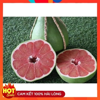 Cây Bưởi Ruby Giống Chuẩn Thái Lan ( 3 Cây ) Ruột Đỏ Mọng, Tép Giòn Không Nát, Không Hạt, Rất Thơm Và Có Vị Ngọt Đậm
