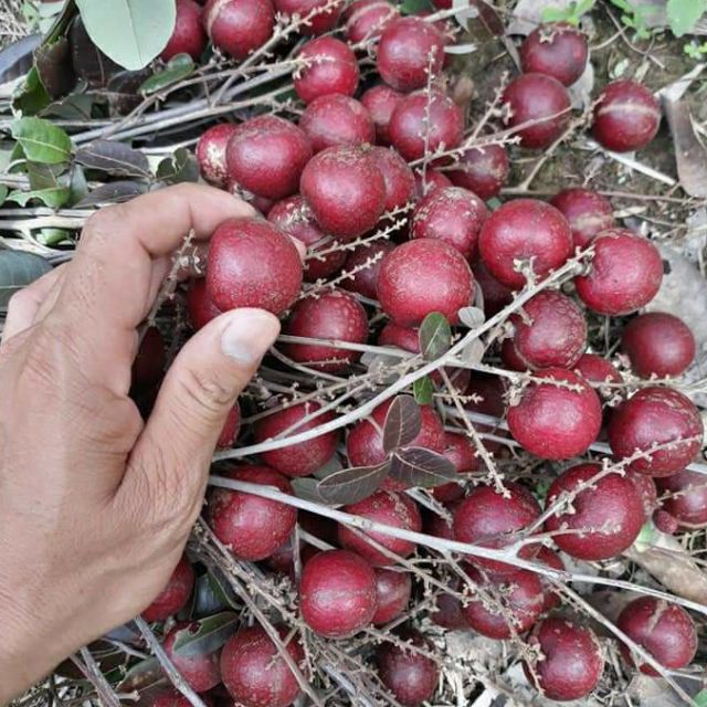 Cây 🌲 Nhãn tím... trái đỏ lá đỏ
