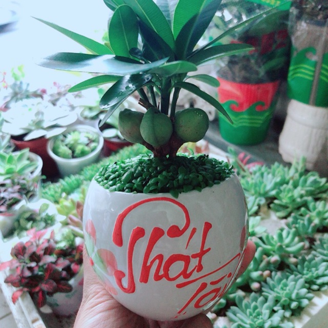 Chậu Cây May Mắn Phát Tài