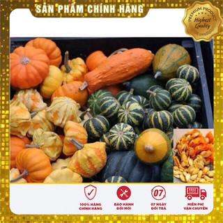 Hạt Giống Bí Ngô Mini(10 hạt)