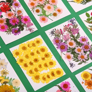 VN Hoa Ép Khô Dùng Trang Trí Diy