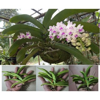 Cây hoa lan đai trâu rừng