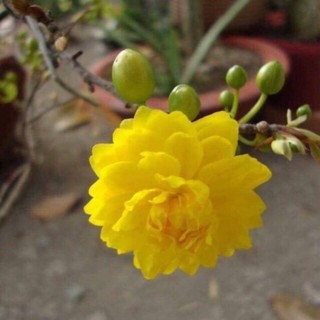 combo 2 cây mai giống Đại Lộc, Thọ Hương