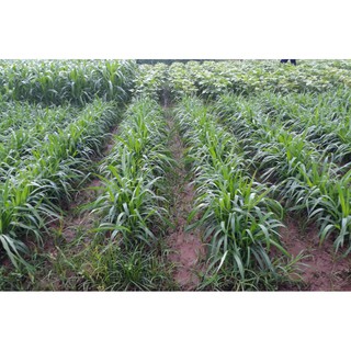 Hạt Giống Cỏ Mulato 2 - Gói 100Gr