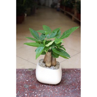 [HÀNG TUYỂN CHỌN]] Cây Kim Ngân 3 gốc