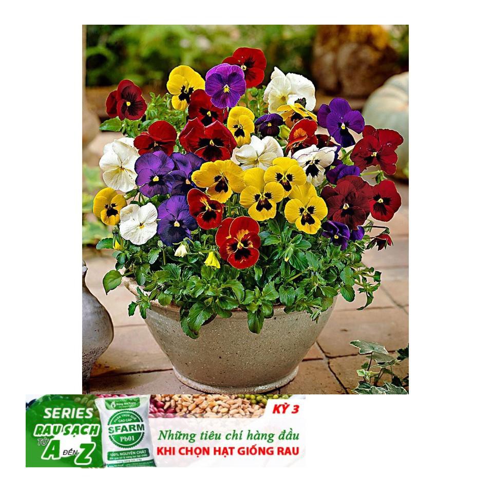 GÓI 50 Hạt Giống Hoa Pansy /Hoa Cánh Bướm Mix Nhiều Màu ĐẾN MÙA TRỒNG TẾT