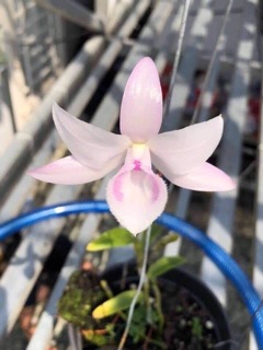 PHI ĐIỆP HỒNG MỸ NHÂN (.CÂY CHAI TỰ THỤ )