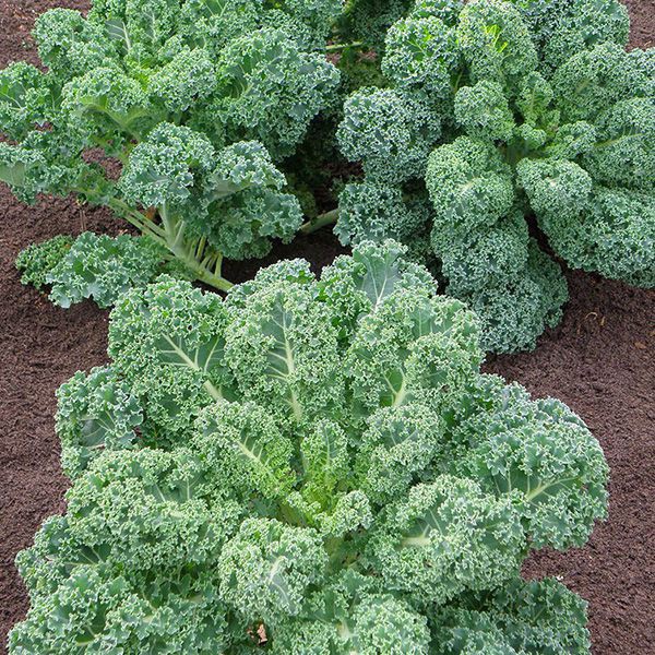 Hạt giống Cải lá Xoăn xanh Kale