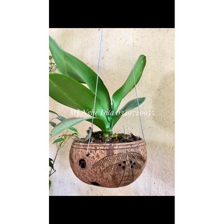 CHẬU DỪA TRỒNG LAN KHẮC CÂY DỪA