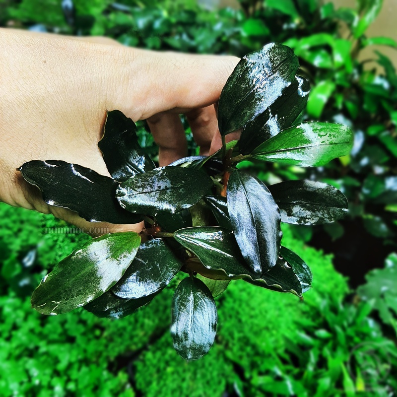 Cây Bucep - Cây thuỷ sinh đẹp, ưa chuộng nhất hiện nay