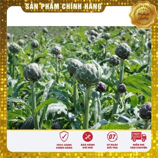 4 Hạt giống Atiso xanh (tặng gói Kích nẩy mầm và Hướng dẫn) VIETSEED