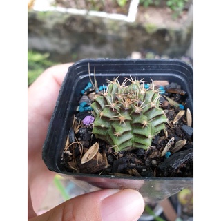 Xương rồng Gym vân (size 2-3 cm)