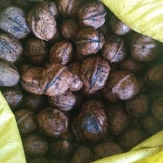 óc chó Việt