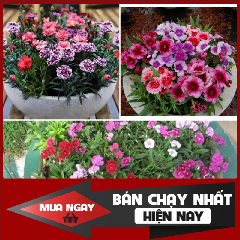 [ Big Sale ] 100H - Hạt giống cẩm chướng lùn mix màu