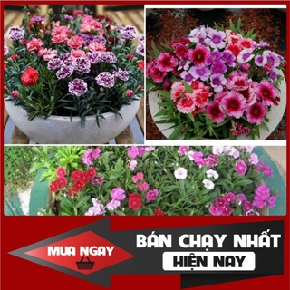 [ Big Sale ] 100H - Hạt giống cẩm chướng lùn mix màu