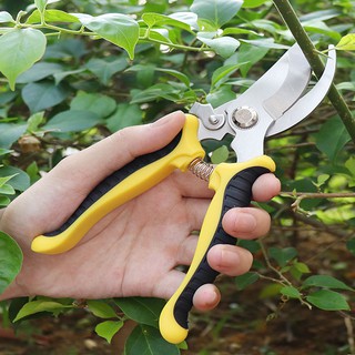 Kéo cắt tỉa cành cây