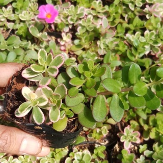 Hoa sam thái - 10 giờ thái