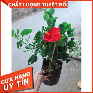 Hoa dâm bụt đỏ Nhiều Người Mua