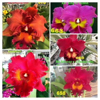 Combo 5 Cây Lan Cattleya Giống - Nhập Thái Lan