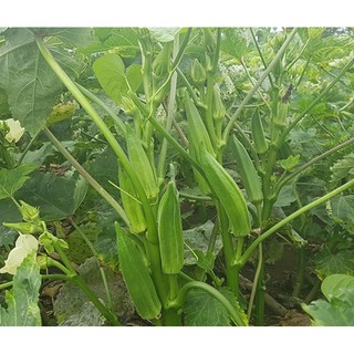 Hạt giống Đậu bắp