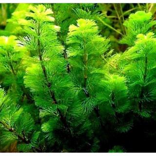 rong trang trí bể cá 10k 1 bịt