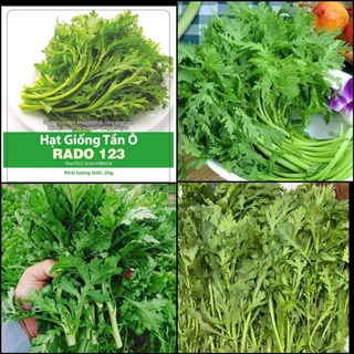 Hạt giống rau tần ô (cải cúc) Rạng Đông 20gr, dễ trồng, nhanh thu hoạch